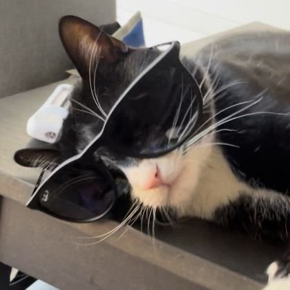 Pico is the cat. A community? Join the Hamsterhood! 🥊🐹 @HFC_SOL. Have I talked to you before? 🤔 Alternative Investments