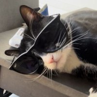 Pico (@bus_stopca) 's Twitter Profile