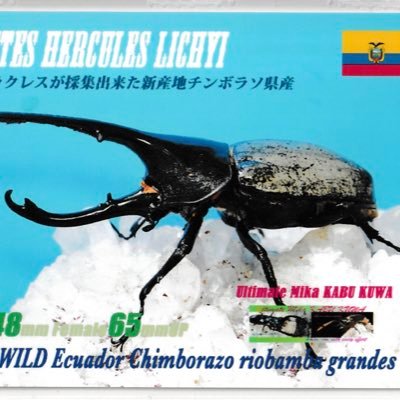 オオミツノヒナカブトssp.ルブリコリス を一日で99万円を無駄にしたブリーダー 現在は、リッキー、カブトムシ ヘラクレス 極太極短