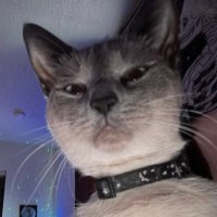 bingus (@bingusblogging) 's Twitter Profile Photo bingus (@bingusblogging) 's Twitter Profile Photo