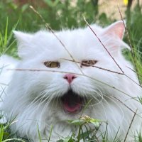 P. Feungarom (@pfeungarom) 's Twitter Profile
