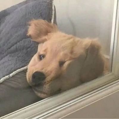 Software engineer/INTJ/上海/AI/验证自由意志的虚无感,顺便造点有用的系统
Github: https://t.co/nJx3Slkm7H