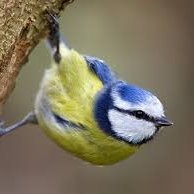 Plushémon Bakery -- Gremlin (@hackettkat) 's Twitter Profile Photo