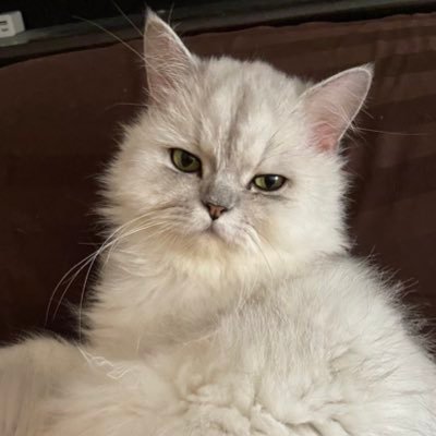 😼