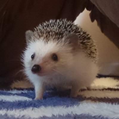 EAseesaa's profile picture. FXを使う方に、EAを開発、配布しています/気になる方はオプチャをのぞいて下さいhttps://t.co/V0thszr3D2