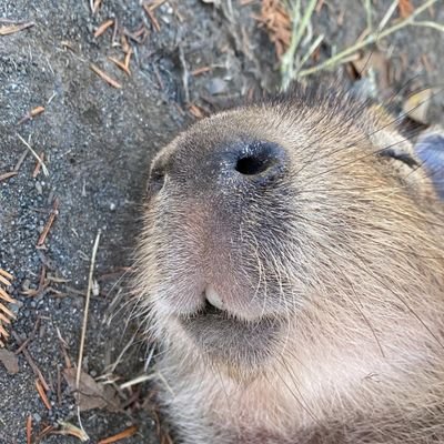 Fluffcapy678's profile picture. ขอนอนอีกนิดนึงนะ 💖🍊🌞💤