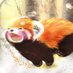 レッサーパンダのポヘ | いとうむぎ (@mugimugiitoton) Twitter profile photo レッサーパンダのポヘ | いとうむぎ (@mugimugiitoton) Twitter profile photo