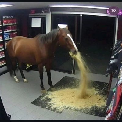 steeley_hank's profile picture. Salty Broncos and Fighting Irish fan