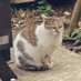 ねこ茶🐾໊🍵 (@nekononegotonya) Twitter profile photo ねこ茶🐾໊🍵 (@nekononegotonya) Twitter profile photo