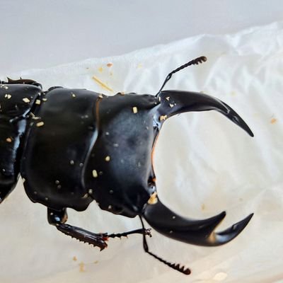 ホペイ/レイディ/ムナコブ🐛/グラント🐛/サビイロ🐛/ヘラヘラ🐛/ガウジョン🐛/飼育中🔰 気軽にフォローしてください!虫垢等生き物関係であればフォロバします‼️