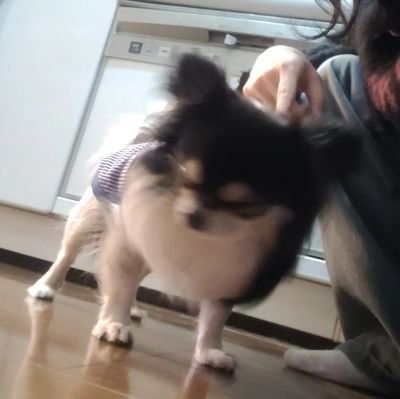 ccjs_iu's profile picture. 学習院女子日本文化学科