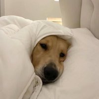 미뮤 (@miiimusical) 's Twitter Profile Photo