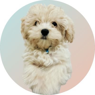 miitaroさんのプロフィール画像