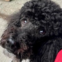 LisaBEE (@lisabeesims1) 's Twitter Profile
