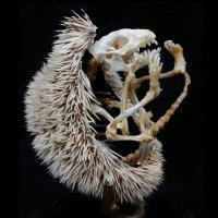 Szarek (@sxarek) 's Twitter Profile Photo