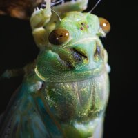 ミソミソ (@misomiso_zemi) 's Twitter Profile