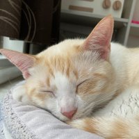 白メッシュ🐈|中小企業からのキャリア逆転論 (@sshirono) 's Twitter Profile