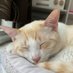 白メッシュ🐈|中小企業からのキャリア逆転論 (@sshirono) Twitter profile photo 白メッシュ🐈|中小企業からのキャリア逆転論 (@sshirono) Twitter profile photo