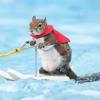 EmekliSincap's profile picture. Those who do not dream cannot design the future.