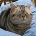 Cats for Happiness. (@joyfullcat) Twitter profile photo Cats for Happiness. (@joyfullcat) Twitter profile photo