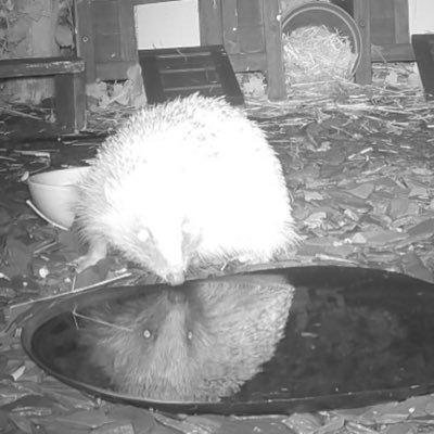 Hedgehog lover, hedgehog watcher, hedgehog adventure follower, hedgehog release site