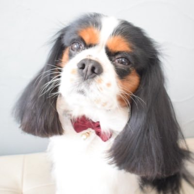 kira_cavalier's profile picture. 2021/06/29Twitter登録しました！ 2020年11月20日生まれのキャバリアの「キラ」です！