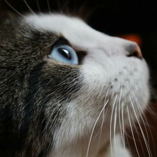 TheZOLA2's profile picture. Bitcoin  | Blockchain |  MyCrypTolife . CEO MGLOGISTICS