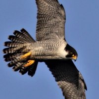 PETER COLEMAN (@petercole62) 's Twitter Profile