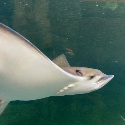 tk_intsuku's profile picture. ITF.25esys　06
縮小→ @fumako_intsuku
ヲタ芸→ @fumafuma_TET