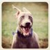 JackieJoJimBob (@jackiejojimbob) Twitter profile photo JackieJoJimBob (@jackiejojimbob) Twitter profile photo