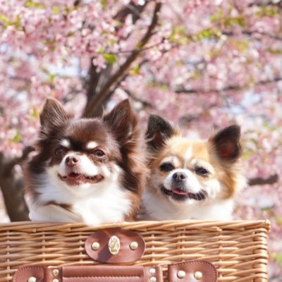 Chihua_ranger's profile picture. チワワ6匹とグレートピレニーズ🐻‍❄️との日常をひたすら呟きます🧀 年齢順にロース（引退犬）•チーズ・ベイク・タルト・レア・ジャーマン・ポテト ＊ 無言フォロー失礼します🙏口下手です💦