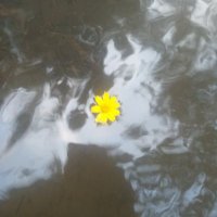 Karmanesia (@karmanesia555) 's Twitter Profile