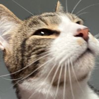 humma (she/her) (@phdstudentha) 's Twitter Profile Photo humma (she/her) (@phdstudentha) 's Twitter Profile Photo