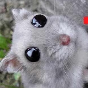 ch1lla_b1te's profile picture. 𓃭 𓃬