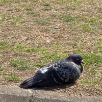 長嶺 (@0hq9q3gmxrg1b8t) Twitter profile photo