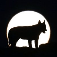 Doğu (@04beyazit04) Twitter profile photo