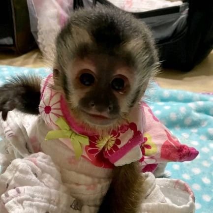 adoptioncente's profile picture. A place to  find certain happiness with a pet monkey by your side always