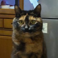 🎌🌸🇯🇵🎌猫派🎌日本第一主義🎌 (@bhu8zmzmzm) 's Twitter Profile