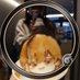 みゆらᕷ⋆͛*🎼🍵 (@miyurin_738) Twitter profile photo みゆらᕷ⋆͛*🎼🍵 (@miyurin_738) Twitter profile photo