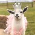 oliwka (@kozaautorka__) Twitter profile photo oliwka (@kozaautorka__) Twitter profile photo