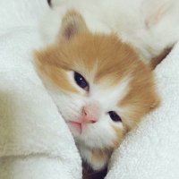 μ¬λ£¨ν (@gagseulgi) 's Twitter Profile