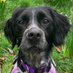Eli & PiperSprocks Anipals (@pipersprocks) Twitter profile photo Eli & PiperSprocks Anipals (@pipersprocks) Twitter profile photo
