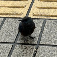 コメント森 (@commentmori) 's Twitter Profile