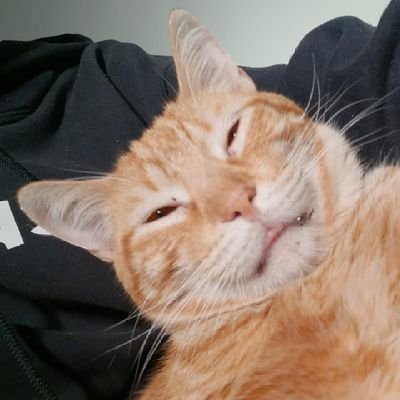 beefernandes_'s profile picture. música, gatos e as loucuras da minha cabeça podem ser encontradas abaixo - ela/dela