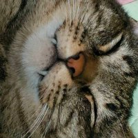 はまちーたん (@j1juwb0fy846593) 's Twitter Profile