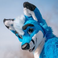 Curaçao (@curacaofox) 's Twitter Profile Photo Curaçao (@curacaofox) 's Twitter Profile Photo
