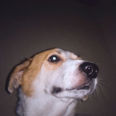 _rfbj's profile picture. svt reading acc.