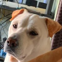Rowanbol (@rowanboool) 's Twitter Profile