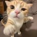 Man like cat 😻😻 (@tiktokcilp) Twitter profile photo Man like cat 😻😻 (@tiktokcilp) Twitter profile photo