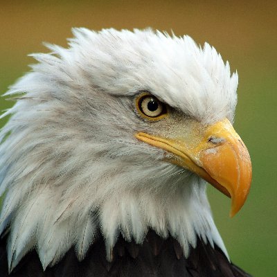 Go woke, go broke. #Free Speech #MAGA If all your posts end in a question, I won't follow you. I see what you are doing.